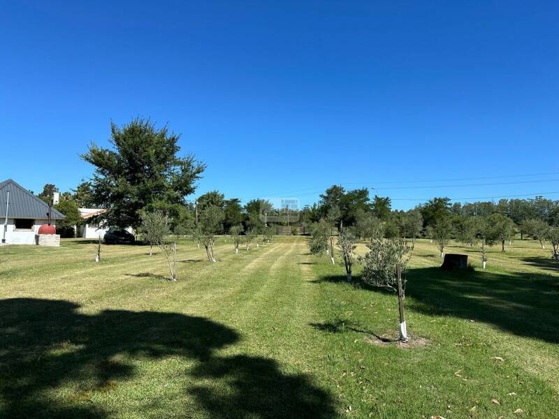 Plantación de olivos