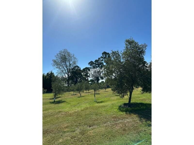 parque arbolado